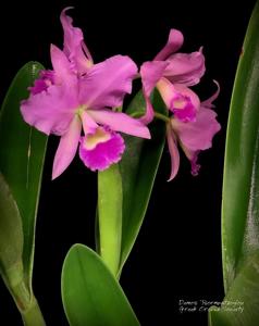 Cattlianthe Portia