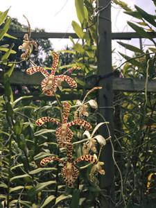 Arachnoglottis Brown Bars