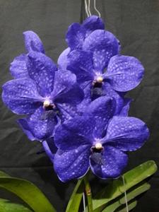 Vanda Pachara Delight