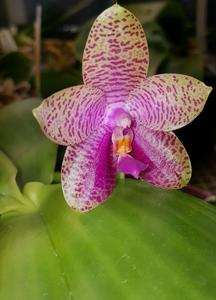 Phalaenopsis Gigabell