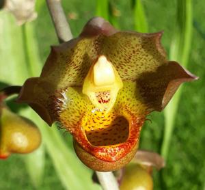 Catasetum apolloi
