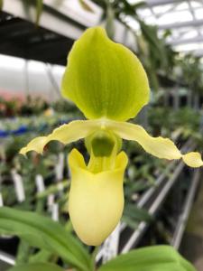 Paphiopedilum Pinocchio