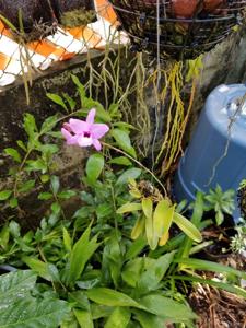 <i>Cattleya</i> rubescens-cernua