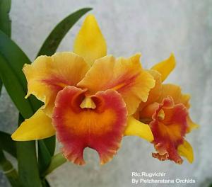 Rhyncholaeliocattleya Rugvichitr