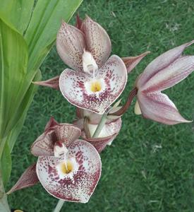 Catasetum Orchidglade