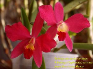 Cattleya Batemaniana