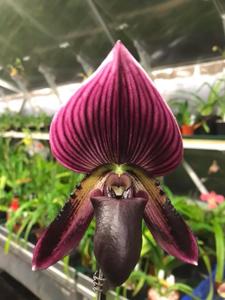 Paphiopedilum Yung Jia Rose