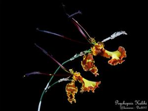 Psychopsis Kalihi