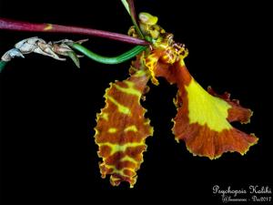 Psychopsis Kalihi