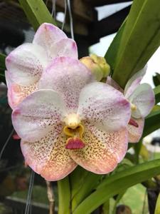 Vanda Kulwadee Fragrance