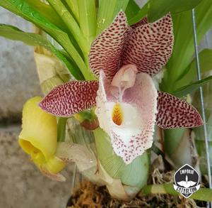 Catasetum Carola
