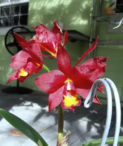 Cattlianthe Warpaint