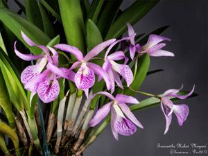 Brassanthe Maikai