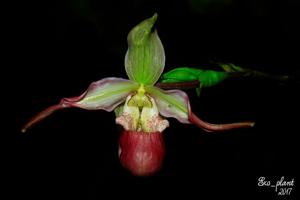 Phragmipedium Cardinale