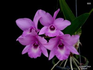 Laeliocattleya Good Days