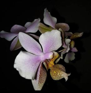 Phalaenopsis Wiganiae