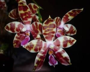 Phalaenopsis Macassar