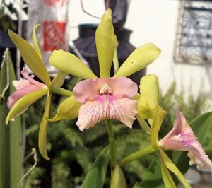 Encyleyvola Clarissa Cagauan