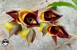 Catasetum tapiriceps