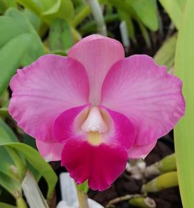 Cattleya Rosella's Royal Flare