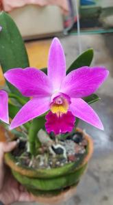 Cattleya Amethyst Star