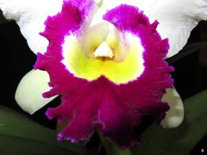 Rhyncholaeliocattleya Blanche Aisaka