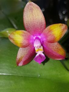 Phalaenopsis Kingfisher's Dragon Wing