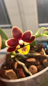 Phalaenopsis Liu's Little Tortoise-shell Cat