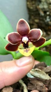 Phalaenopsis Liu's Little Tortoise-shell Cat