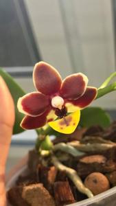 Phalaenopsis Liu's Little Tortoise-shell Cat