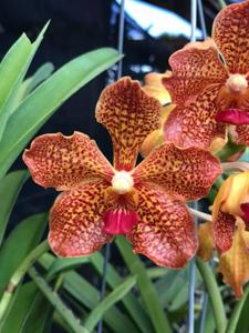 Vanda Golden Dawn