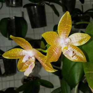 Phalaenopsis Frenchy's Plastic Yellow