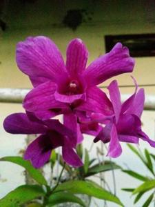 Dendrobium Bantimurung