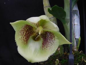 Catasetum João Stivalli