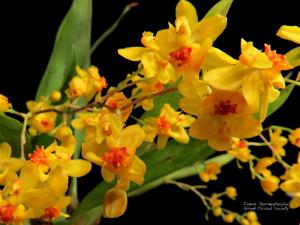 Oncidium Twinkle