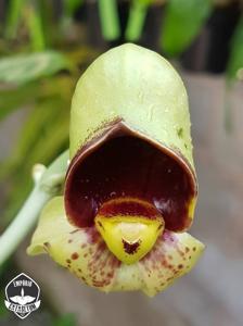 Catasetum Darkness