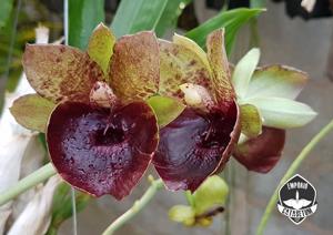 Catasetum Darkness