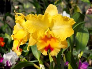 Rhyncholaeliocattleya Goldenzelle