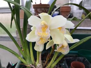 Cymbidium Pure Sarah