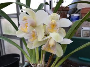 Cymbidium Pure Sarah