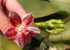 Phalaenopsis Paifang's Ambotratea