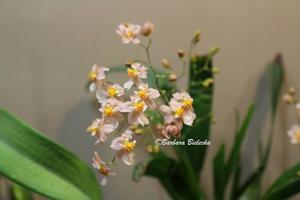 Oncidium Tsiku Marguerite