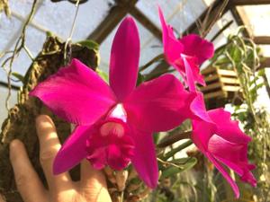 Cattleya Summer Charm