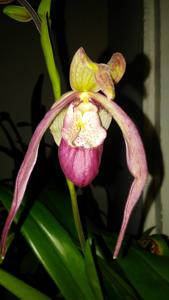 Phragmipedium Schroderae