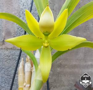 Cycnoches Tawny