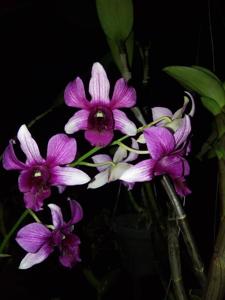 Dendrobium Lily Doo