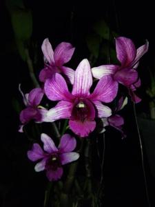 Dendrobium Lily Doo