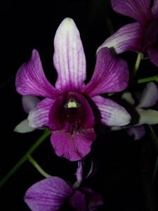 Dendrobium Lily Doo