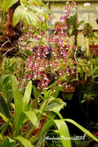 Oncidium John Louis Shirah