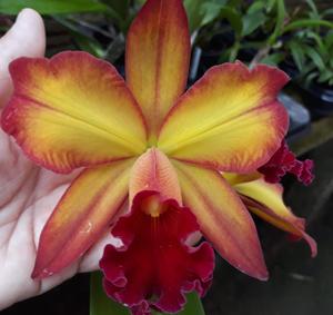 Rhyncholaeliocattleya Suzuki's Red Flare